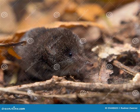 Pygmy Shrew stock image. Image of portrait, brown, background - 25448603