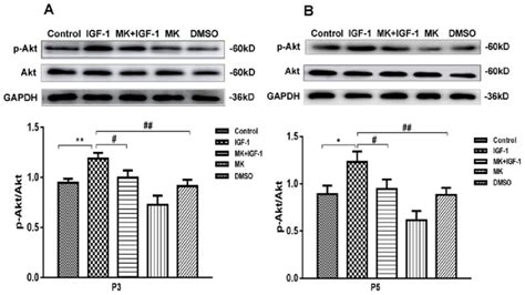 Igf 1 Affects Akt Activation At The Third And Fifth Chondrocyte Download Scientific Diagram