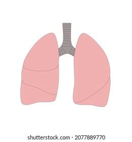 Human Lungs Anatomy Vector Illustration Stock Vector Royalty Free