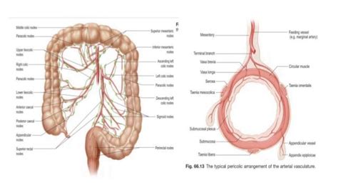 Large Intestine Caecum And Appendix Pptx