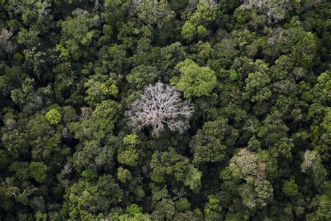 Types Of Rainforest Trees