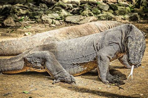 Can You Have a Komodo Dragon as a Pet? - Wildlife Informer