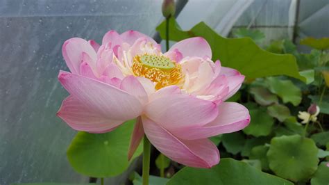 Nelumbo Emilia Lotusland Seerosenfarm