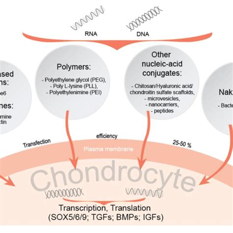 Direct And Indirect Delivery Of Viral And Non Viral Nucleic Acid