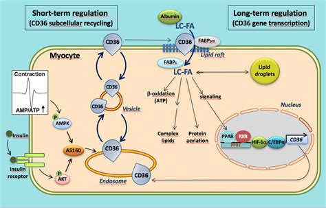 Schematic Presentation Of Both The Facilitatory And Regulatory Roles Of