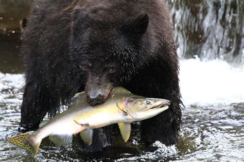 Discover the Majestic Black Bears of Canada