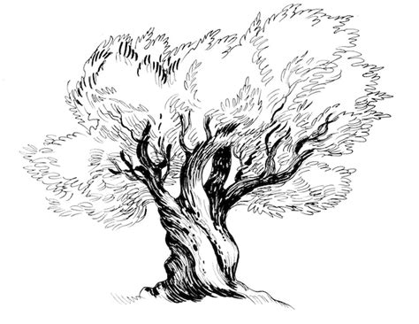 Premium Photo Big Olive Tree Ink Black And White Drawing