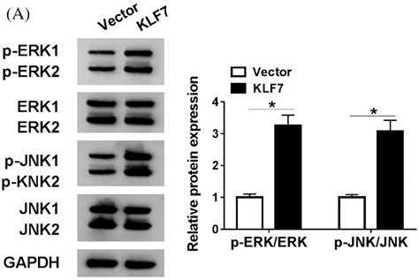 MiR 494 3p Regulates Cell Proliferation And Apoptosis Via KLF7 In