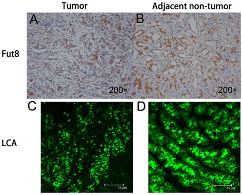 Immunohistochemical Staining With Fut And Lectinhistochemical Staining