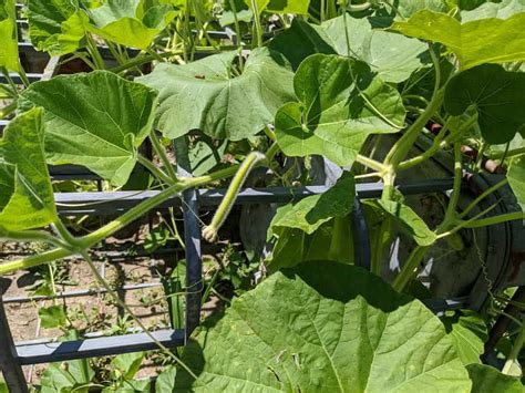 Snake Gourd Seeds Gourds For Birds