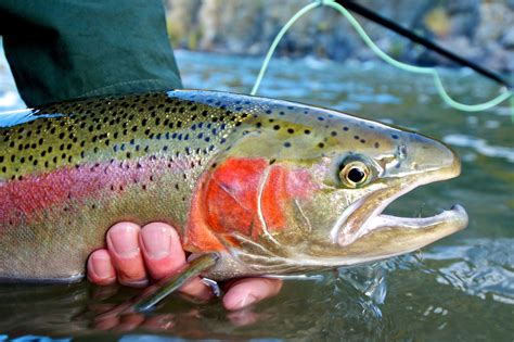 Alaska Rainbow Trout Fishing at Island Point Lodge - Island Point Lodge