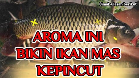 Ternyata Aroma Ini Yang Disukai Ikan Mas Babon Umpan Ikan Mas Paling