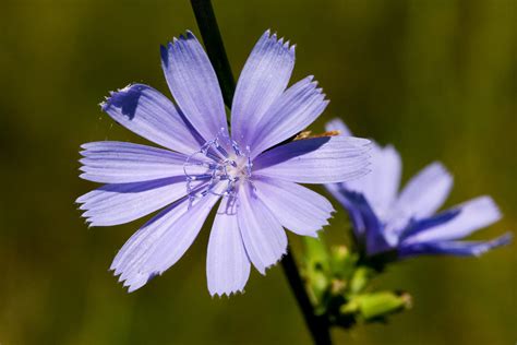 Gemeine Wegwarte Wirkung Tee Rezepte Verwechslungsgefahr Sana Herba