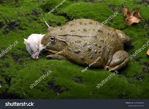 4,149 Frog and mouse Images, Stock Photos & Vectors | Shutterstock