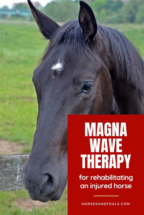 Magna Wave And Other Therapies For Rehabilitating An Injured Horse