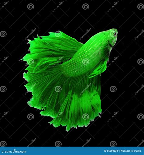 Green Dragon Siamese Fighting Fish Betta Fish Isolated On Black Stock