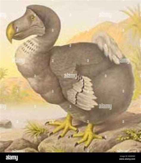 Dodo Raphus Cucullatus Circa Extinctdodobird Stock Photo