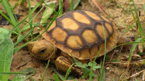 Baby Gopher Tortoise Care Guide: Everything You Need to Know