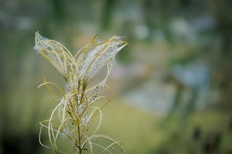 Fluffy Weed Close Up Against Blurry Background Photograph By Vlad Baciu