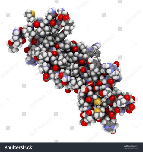 Interleukin 17 Il 17a Il 17 Cytokine Molecule Il 17 Antibodies Are