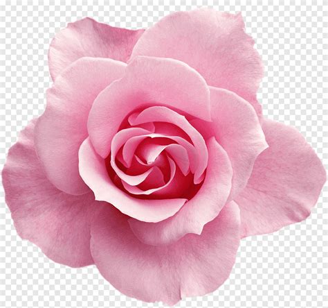 Pink Rose Rose Pink Flowers Pink Flowers Rose Blue White Png Pngegg