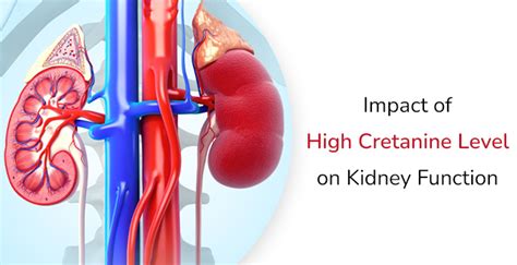 How Does High Creatinine Levels Impact On Kidney Function MrMed