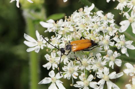 Tawny Longhorn Beetle From Gonfreville L Orcher France On July