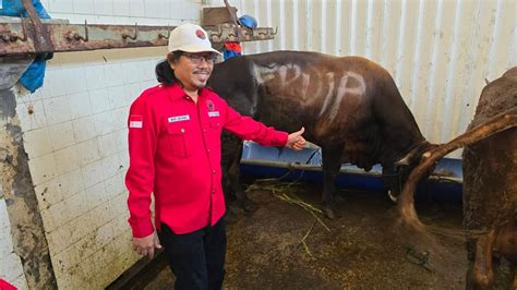 Potong Sapi Pdip Surabaya Idul Adha Momen Perkuat Spiritual Dan