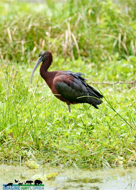 Glossy Ibis – Imagine Our Florida, Inc