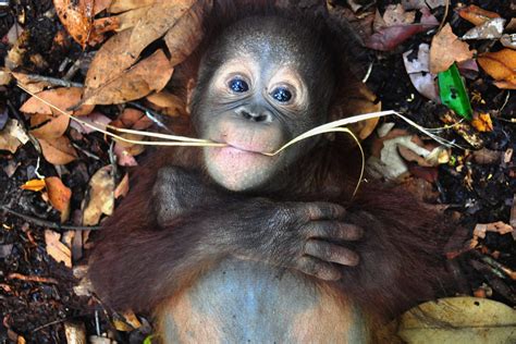 Monyo Borneo Orangutan Survival Australia