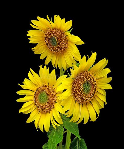 Sunflowers on a Black Background Stock Image - Image of summer, growing: 20505351