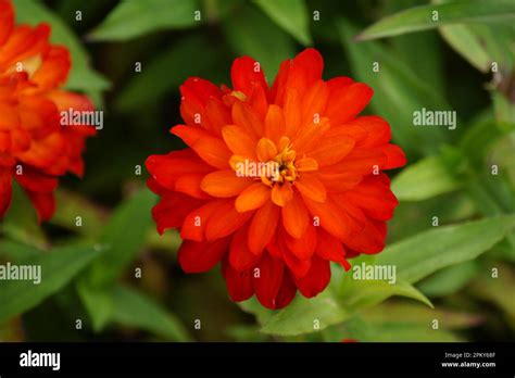 red zinnia flower double zahara fire Stock Photo - Alamy