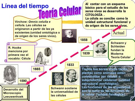 Postulados De La Teoria Celular Linea Del Tiempo Compartir Celular