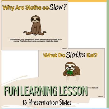 Sloths Quick Lesson All About Sloths Sloth Presentation Sloth Worksheet