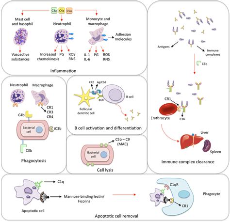 Pathophysiology Of Rheumatic Fever