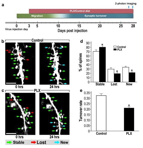 The Role Of Microglia And Their Cx Cr Signaling In Adult Neurogenesis