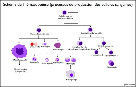 Les Lymphocytes B Et T