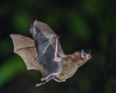 Free Images Nature Leaf Wildlife Mammal Fauna Vertebrate Bat Inflight Andymorffew