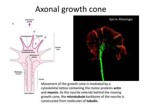 Ppt Axon Outgrowth And Pathfinding Powerpoint Presentation Free