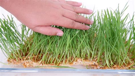 How To Grow Wheatgrass In Water Easy Method From Seeds At Home Youtube