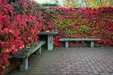 Tipos de enredaderas ideales para un jardín vertical