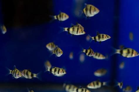 Choosing the Best Tiger Barb Tank Size - Avid Aquarist