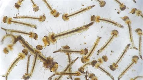 Many Aedes Aegypti Mosquito Larva Seen W Stock Video Pond