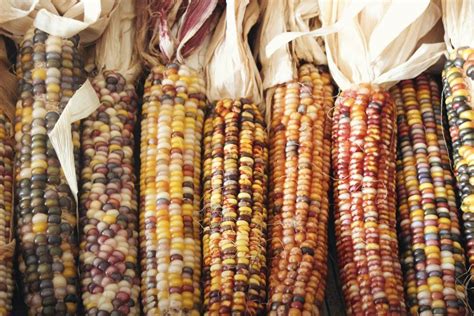 4 Ways To Use Dried Corn Stalks Into Your Fall Decorating Happysprout