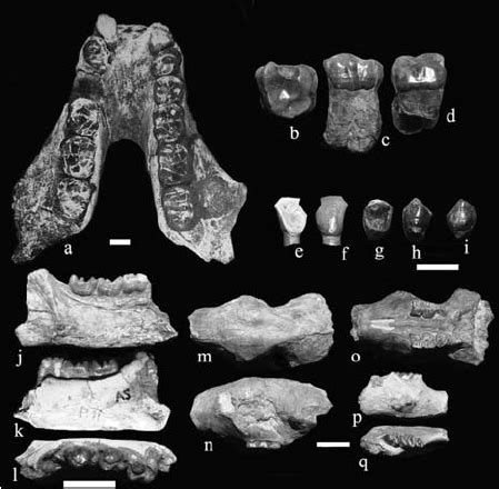 Gigantopithecus Fossils