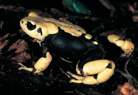 Nectophrynoides Nectophrynoides Picture Nature