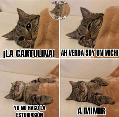 Pin De Vanessa Ezeriguer En Cats Plantilla De Meme Gatos Memes