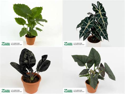 Алоказия Виды С Фото – Telegraph