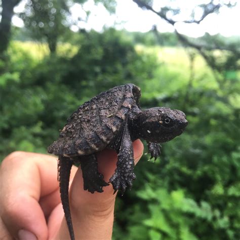 What Is a Wetland? — The Wetlands Initiative