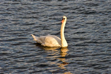 Swan Swimming In The Canal In Sheepshead Bay Brooklyn New York